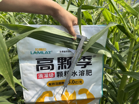 拇指玉米种植,拉姆拉高颗季,颗粒水溶肥