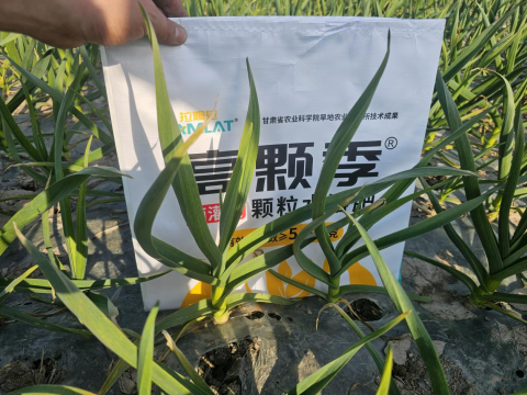 大蒜施肥,拉姆拉高颗季,颗粒水溶肥
