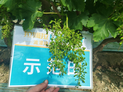 葡萄种植,拉姆拉水溶肥,水溶肥品牌