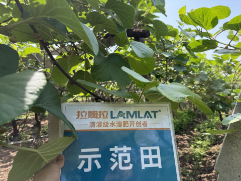猕猴桃施肥,拉姆拉水溶肥,水溶肥品牌