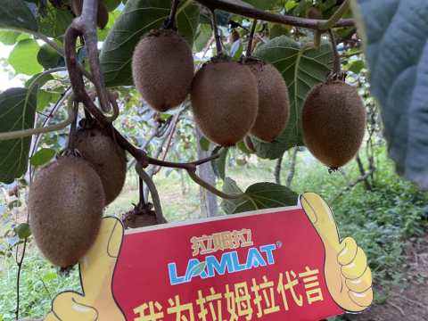 猕猴桃施肥,拉姆拉水溶肥,水溶肥品牌