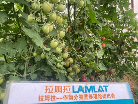圣女果种植,翠姆水溶肥,水溶肥品牌