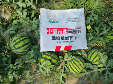 西瓜裂瓜,翠姆水溶肥,西瓜施肥