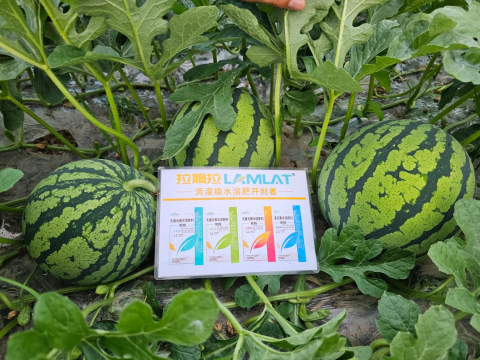 西瓜裂瓜,翠姆水溶肥,西瓜施肥