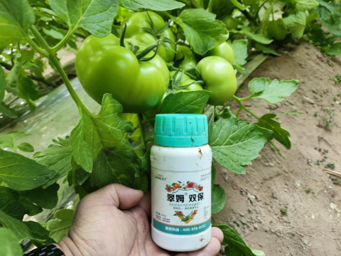 番茄施肥,翠姆水溶肥,水溶肥品牌