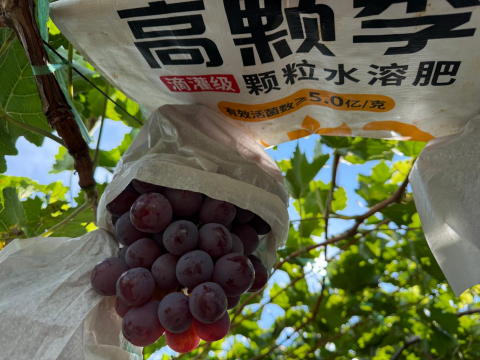 葡萄施肥,拉姆拉滴灌级特种肥,水溶肥