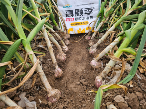 大蒜种植,拉姆拉高颗季,颗粒水溶肥