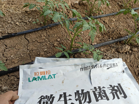 番茄施肥,翠姆水溶肥,水溶肥