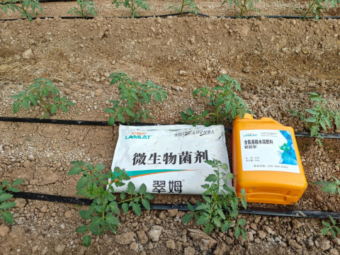 西红柿种植,翠姆水溶肥,拉姆拉滴灌级特种肥
