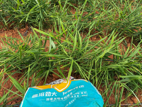 生姜施肥,拉姆拉水溶肥,水溶肥品牌